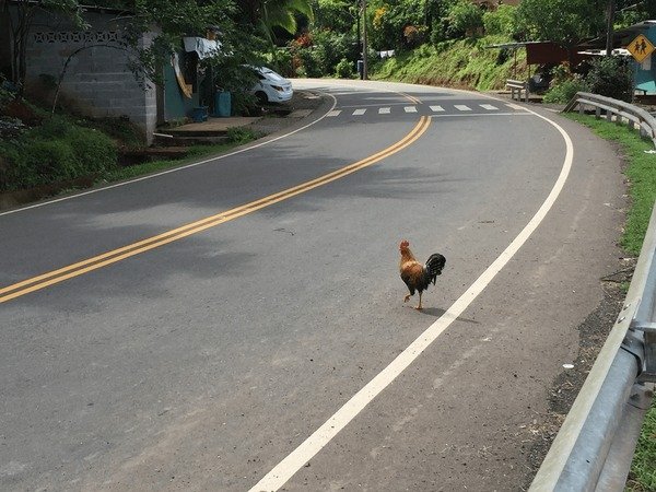 Spain - chicken road game