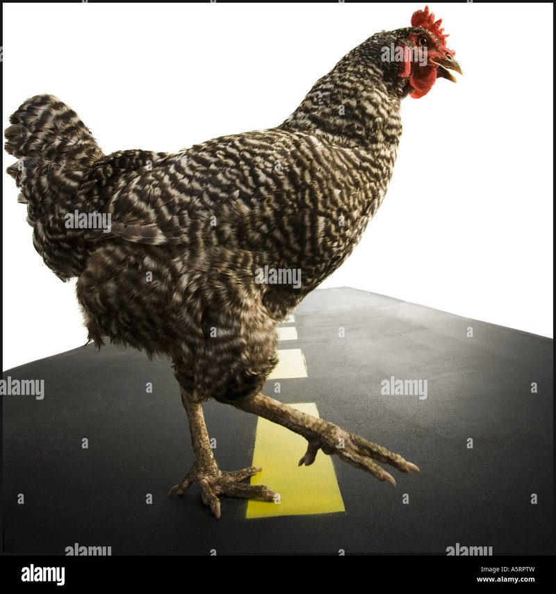 Chicken road gokkast in Netherlands